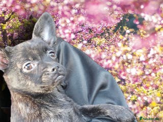 French Bulldog dogs ❤️⭐️ ONE GIRL Frenchie pom LEFT ❤️⭐️ - Advert 2