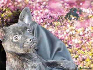 French Bulldog dogs ❤️⭐️ ONE Frenchie Pom GIRL LEFT ❤️⭐️ - Advert 4