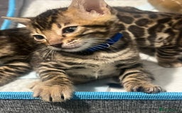 Bengal cats for sale: 💕 Adorable Rosetted bengal Kittens 💕 - Image 19
