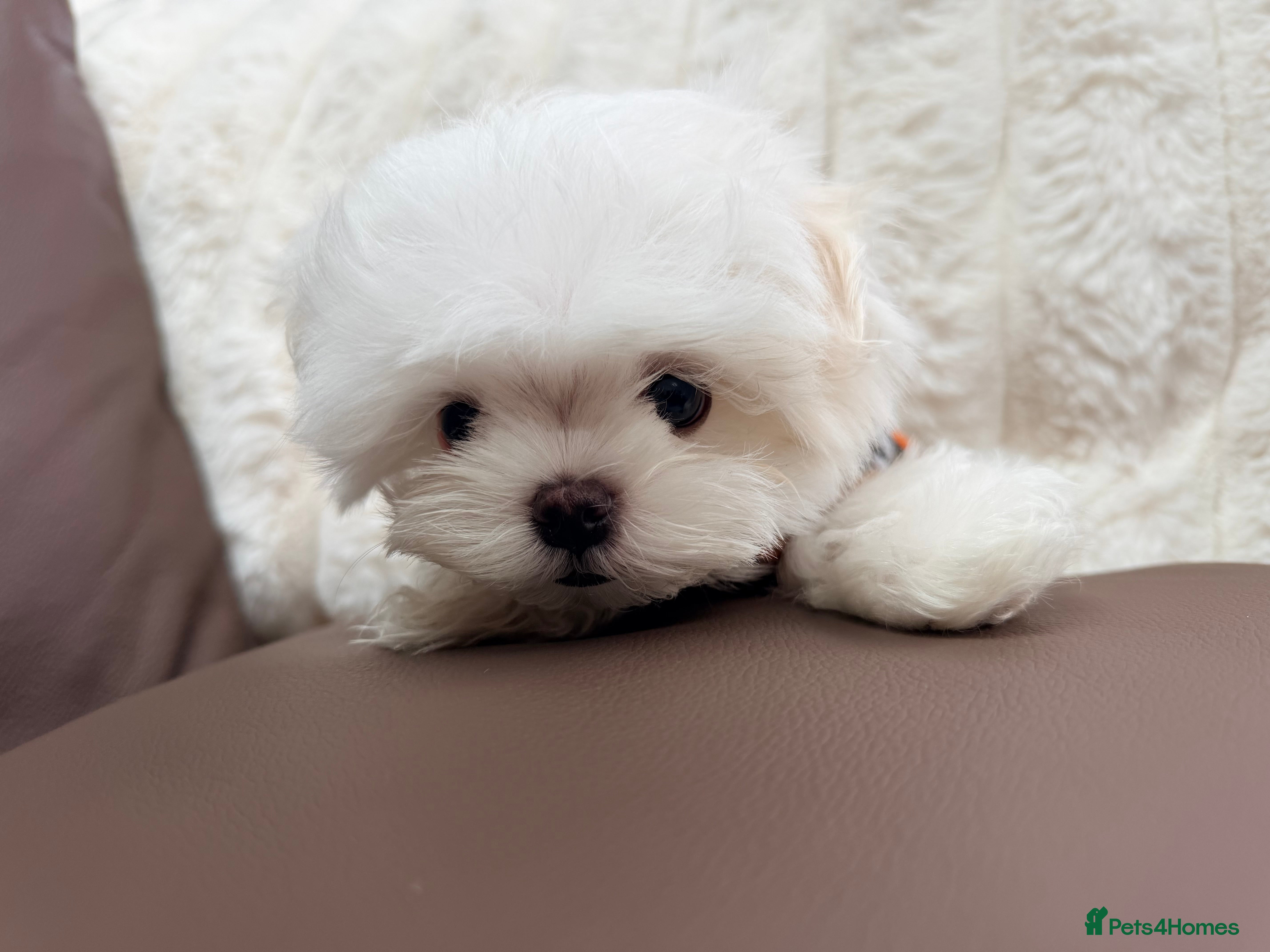 Maltese dogs Ready Now! Full Korean KC Registered little boy.  - Advert 3