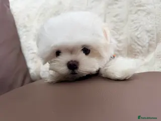 Maltese dogs Ready Now! Full Korean KC Registered little boy. - Advert 3
