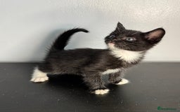 Mixed Breed cats for sale: Beautiful mixed bengal kittens  - Image 20
