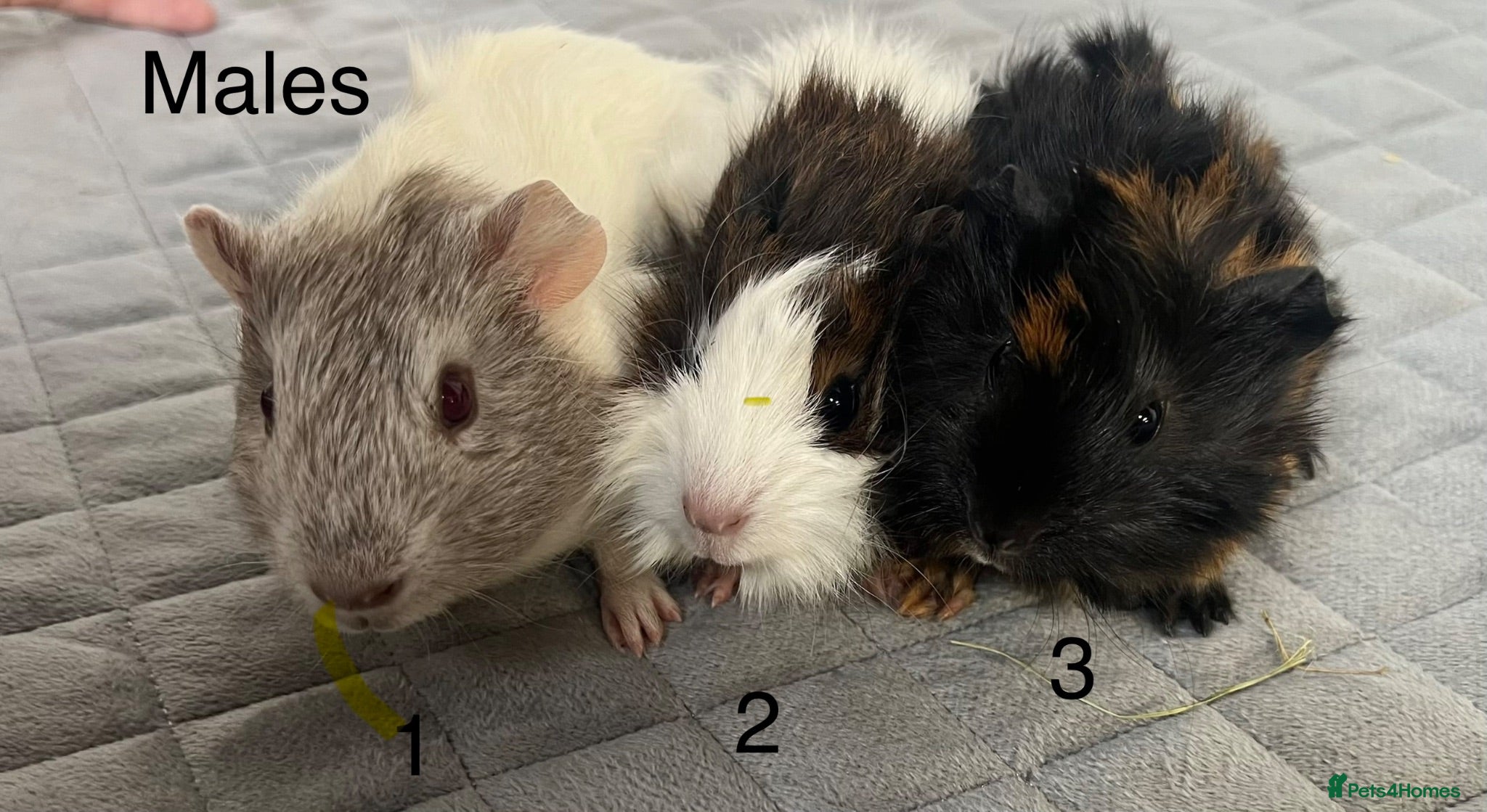 Guinea Pig rodents Lovely baby guinea pigs for sale  - Advert 1