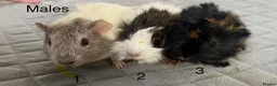 Guinea Pig rodents for sale: Lovely baby guinea pigs for sale  - Advert 1