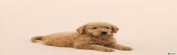 Labradoodle dogs for sale: Real life teddy bears  - Advert 5