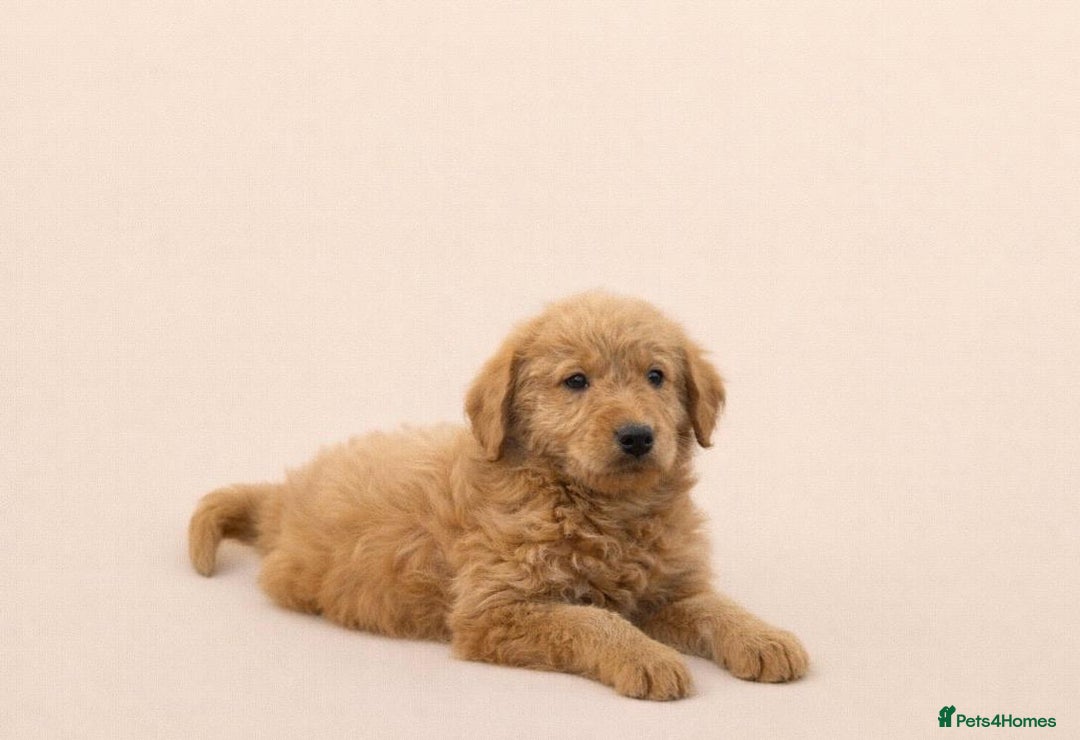 Labradoodle dogs for sale: Real life teddy bears  - Advert 5