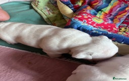 English Bulldog dogs for sale: 4 KC English Bulldog Puppies  - Image 16