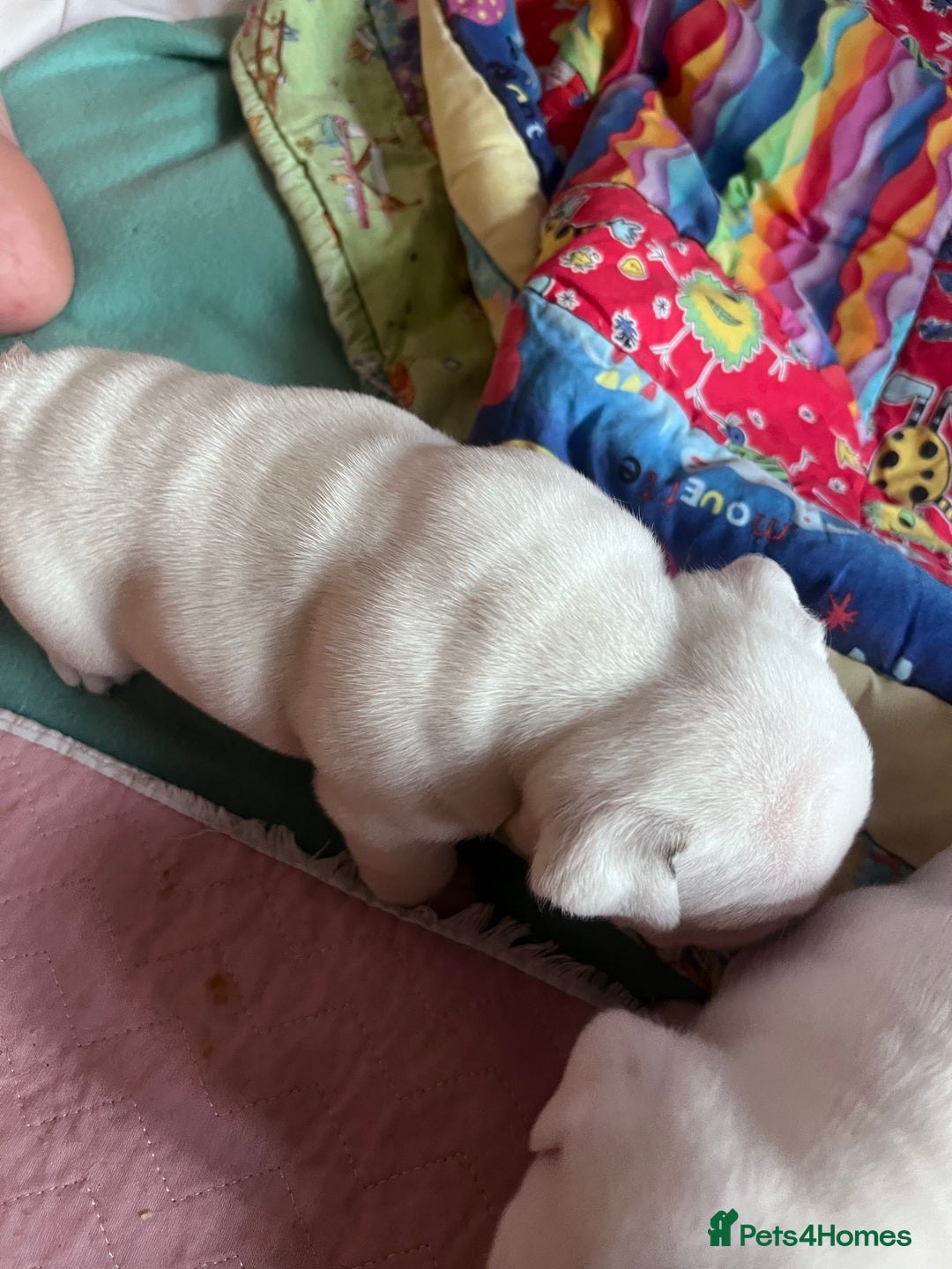 English Bulldog dogs for sale: 4 KC English Bulldog Puppies  - Image 16
