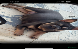French Bulldog dogs for sale: Fluffy ** frenchies  - Image 30