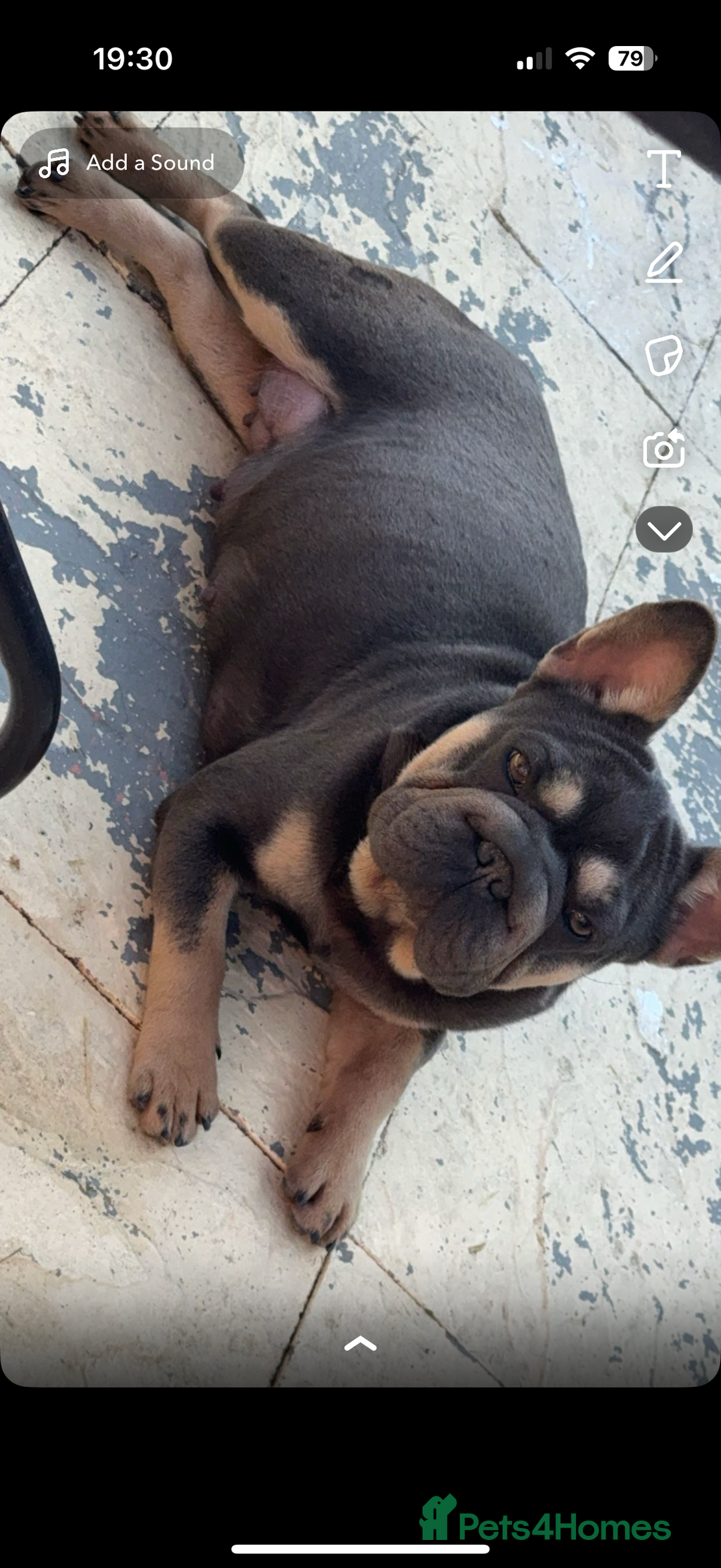 French Bulldog dogs for sale: Fluffy ** frenchies  - Image 30