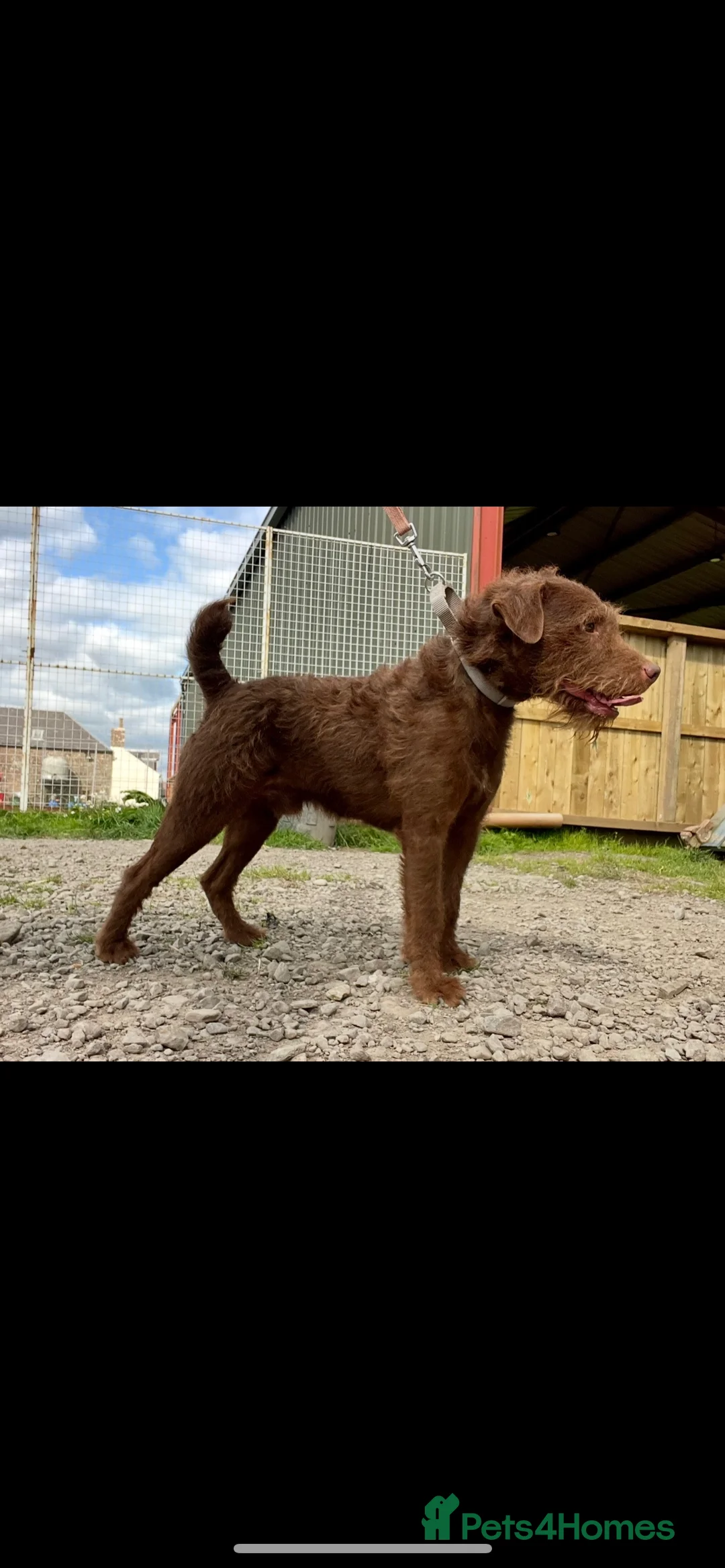 Patterdale Terrier dogs for sale: Patterdale pups  - Advert 3