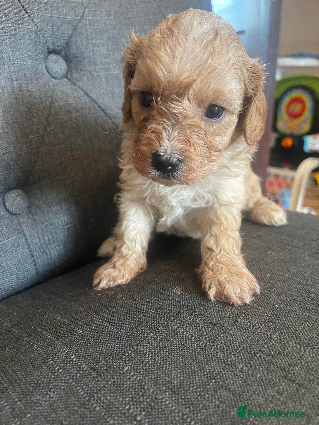 Cavapoo dogs for sale: Adorable small toy cavapoos girls and boys  - Image 11