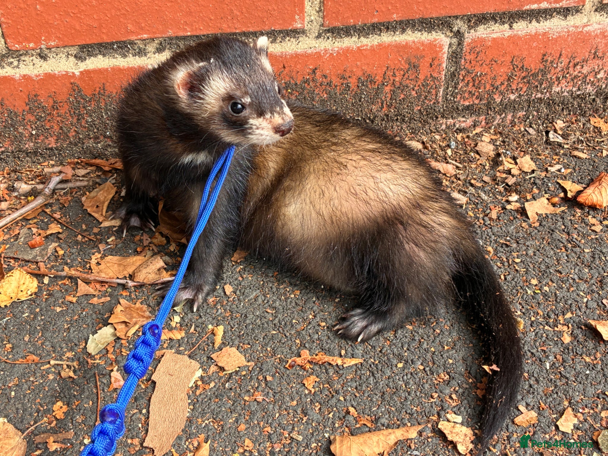 Ferret rodents Fidget needing a loving home  - Advert 2