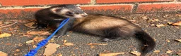 Ferret rodents for sale: Fidget needing a loving home  in Watford - Advert 2