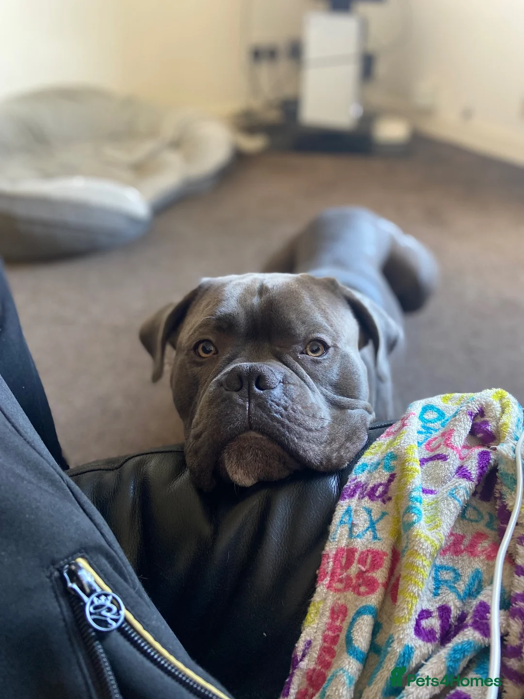Mixed Breed dogs for sale: Beautiful boy for adoption  - Advert 2