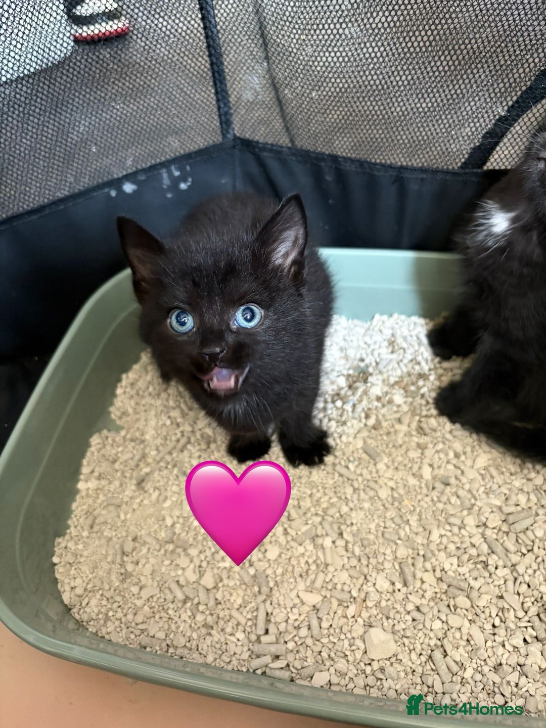 Mixed Breed cats for sale: Kittens ready for new home now  - Image 8