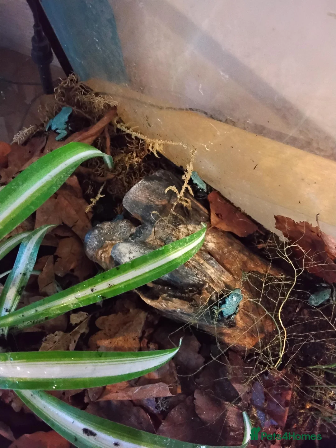 Frog reptiles for sale: Blue Splashback Dart frog babies - Advert 2