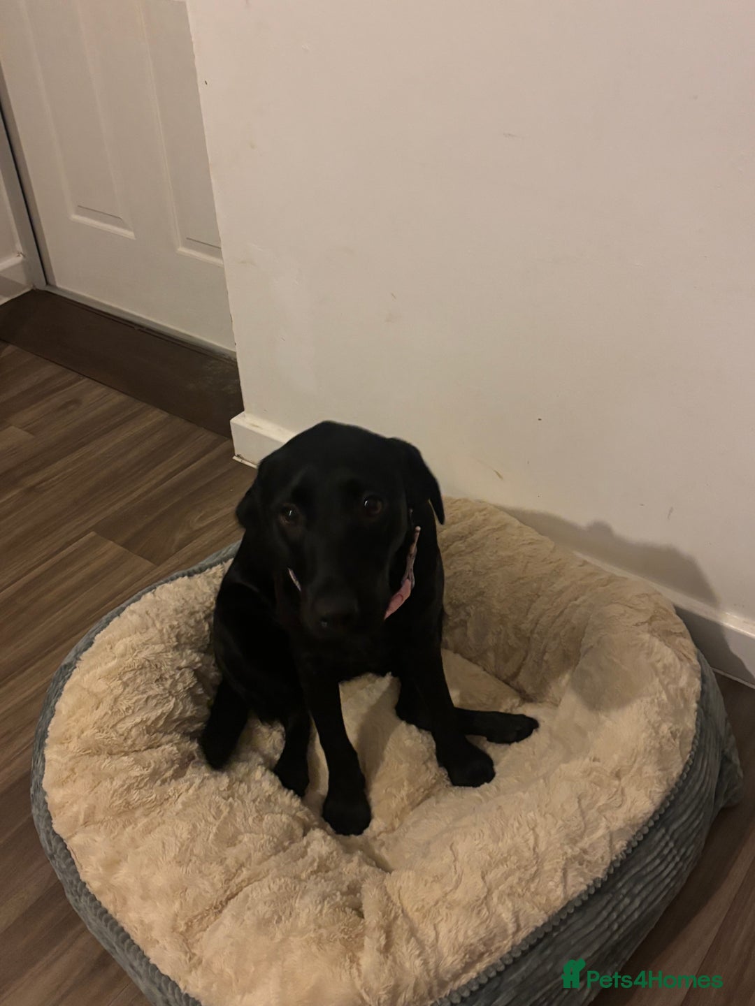 Labrador Retriever dogs for sale: labrador retriever - Advert 3