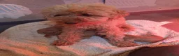 Cavapoo dogs for sale: Extensively health tested F1 cavapoo - Advert 4