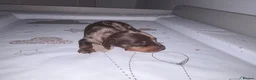 Dachshund dogs for sale: Two beautiful boys for sale  in Glasgow - Advert 5