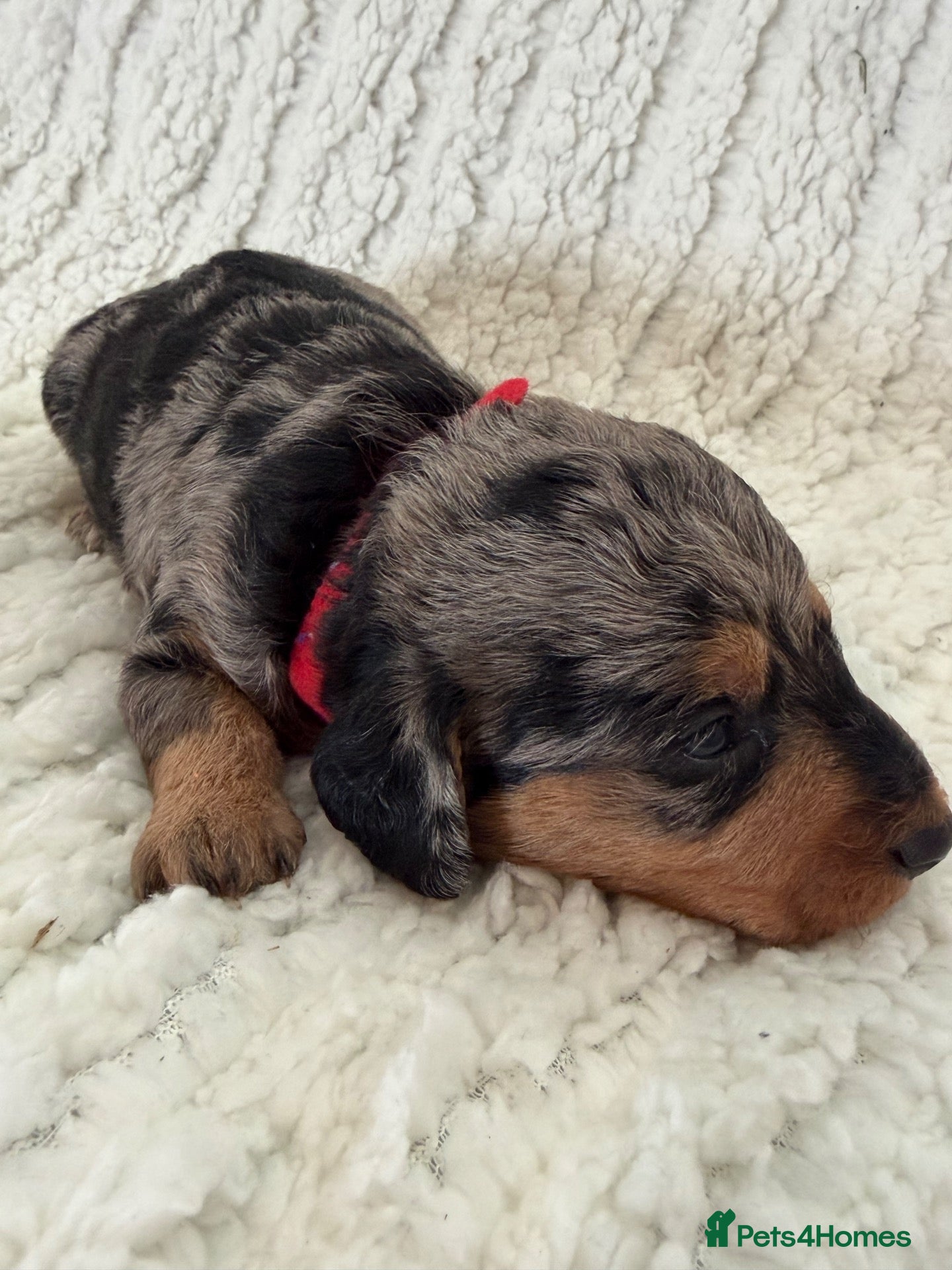 Doxiepoo dogs Miniature Doxiepoos  - Advert 1