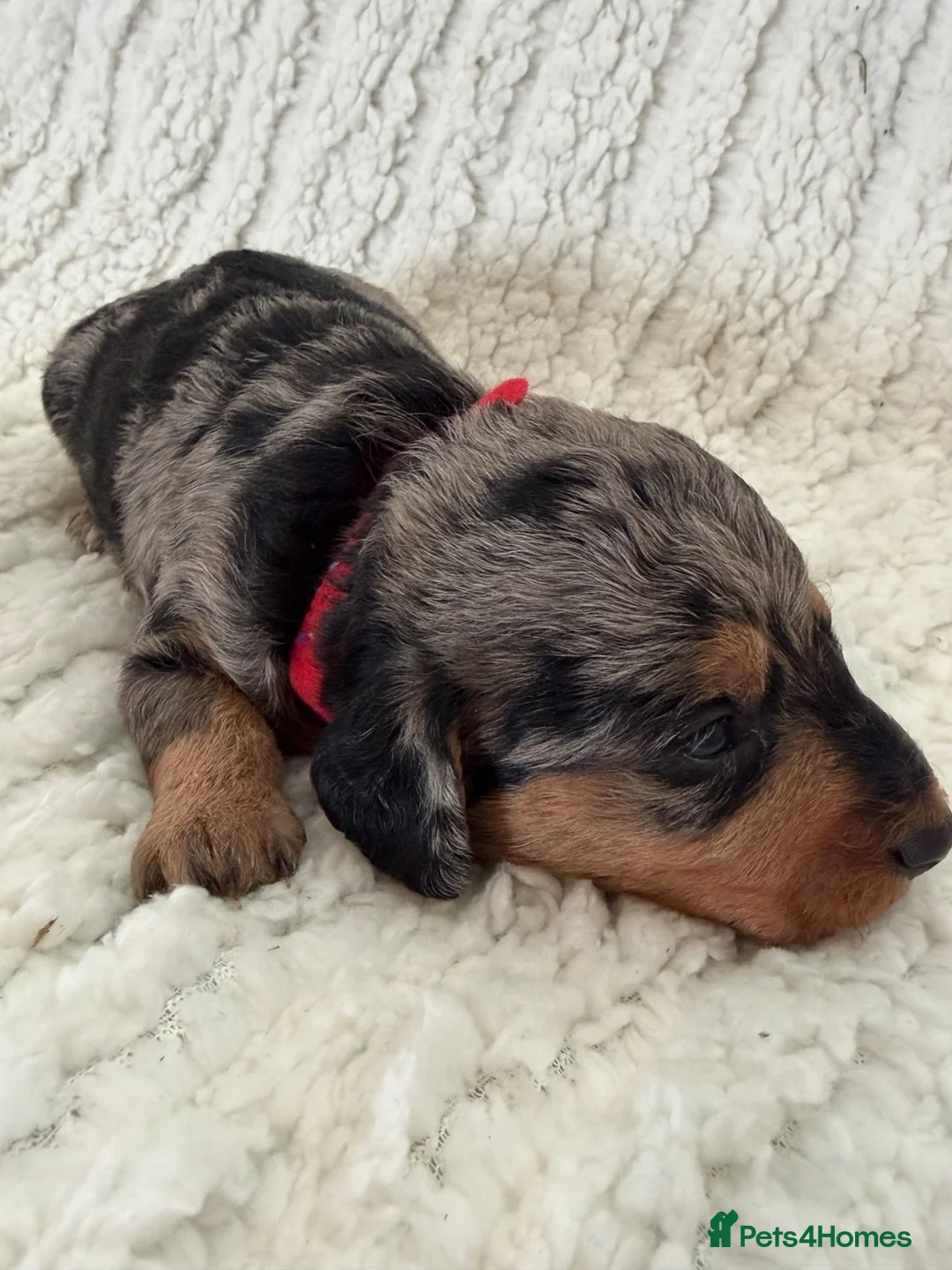 Doxiepoo dogs for sale: Miniature Doxiepoos  - Advert 1