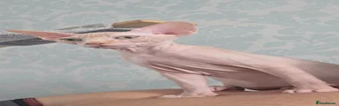 Sphynx 1
