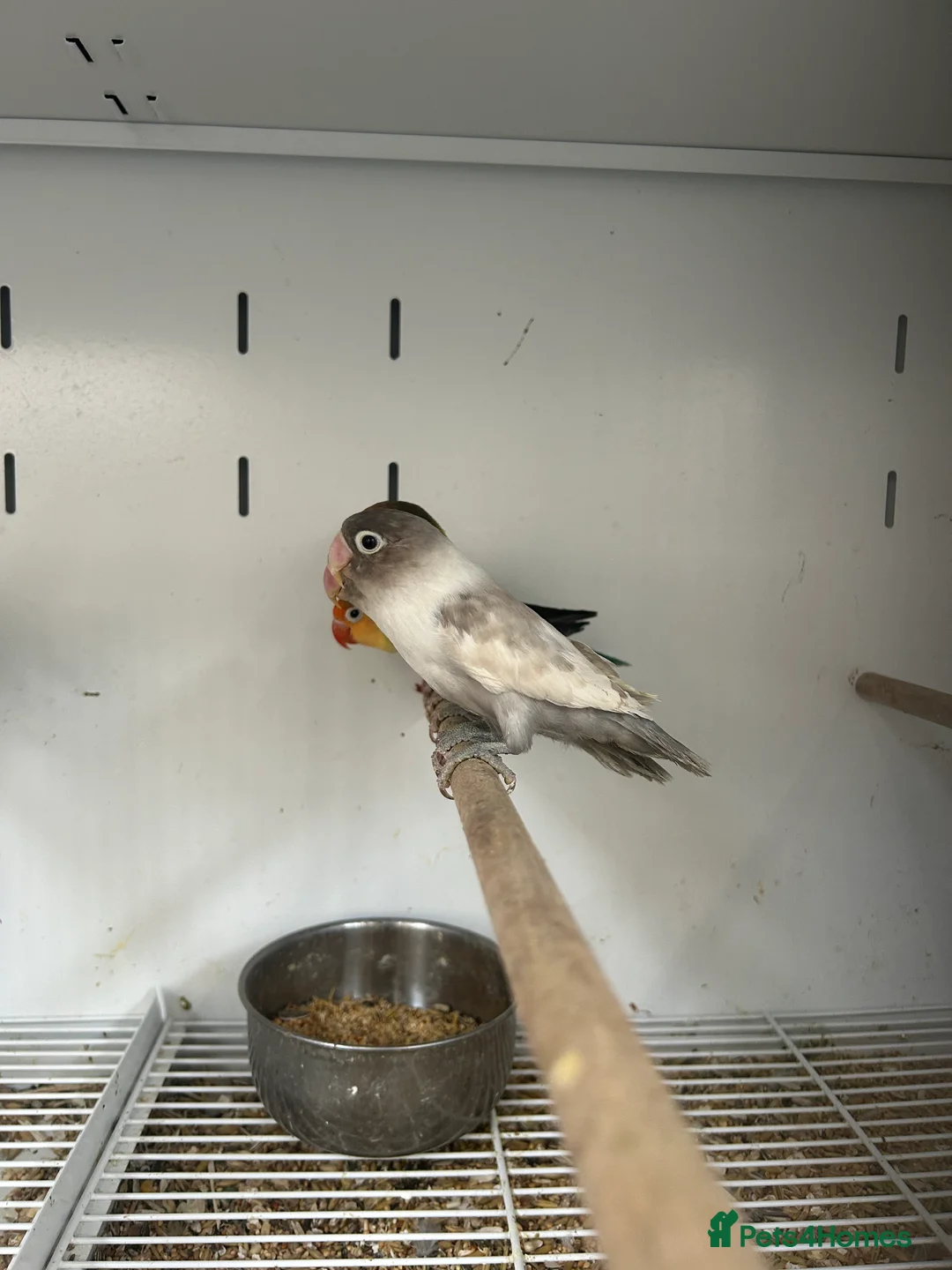 Lovebirds birds for sale: Stunning Various Baby Lovebirds  - Advert 6