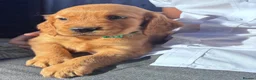 Cocker Spaniel dogs for sale: ❤️ Beautifull puppies available ❤️ - Advert 9