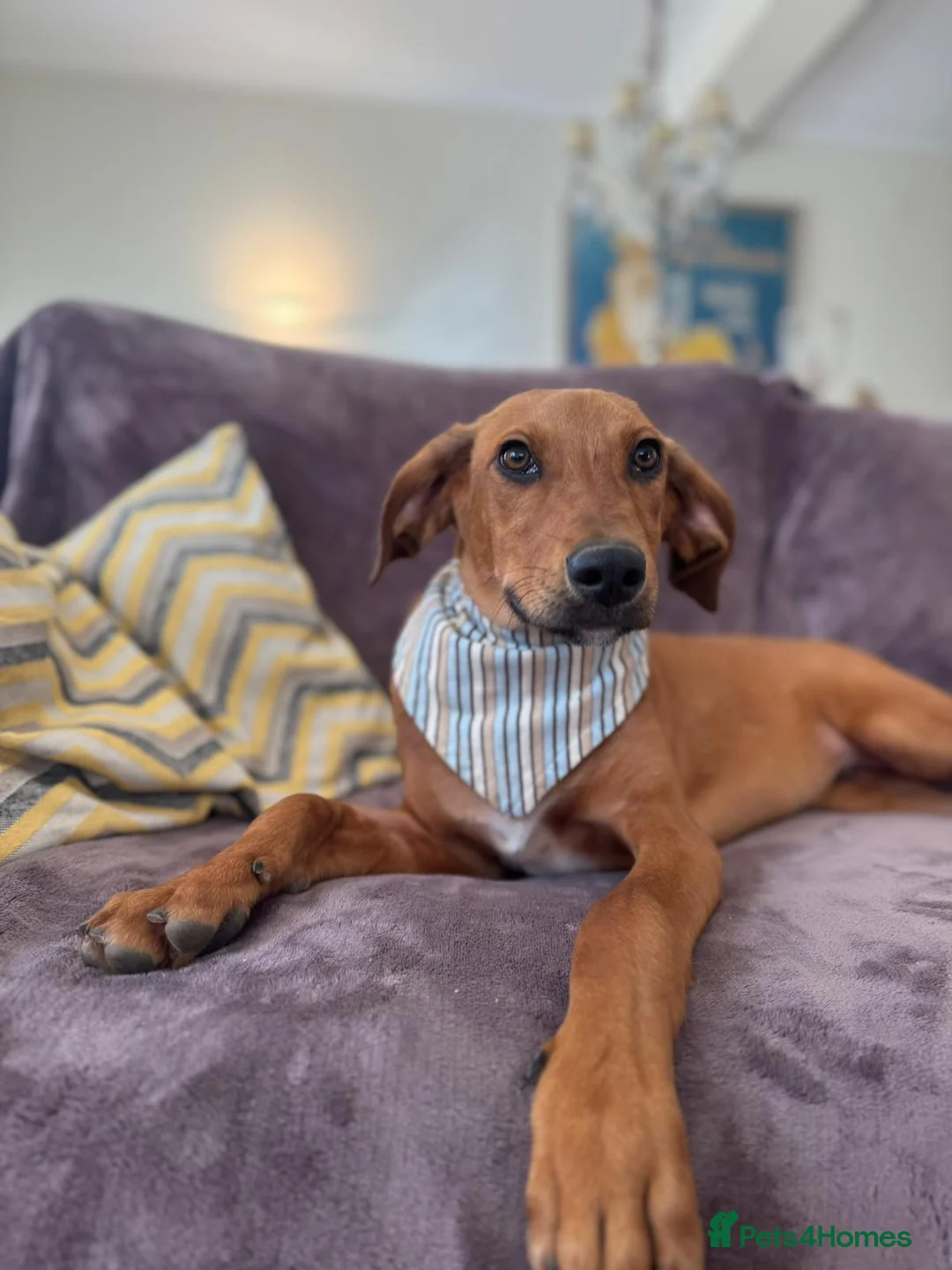 Mixed Breed dogs for adoption: Pluto - the friendly Lab type dog - Advert 1