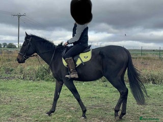 English Thoroughbred horses for sale: Golden Crossing - Advert 1