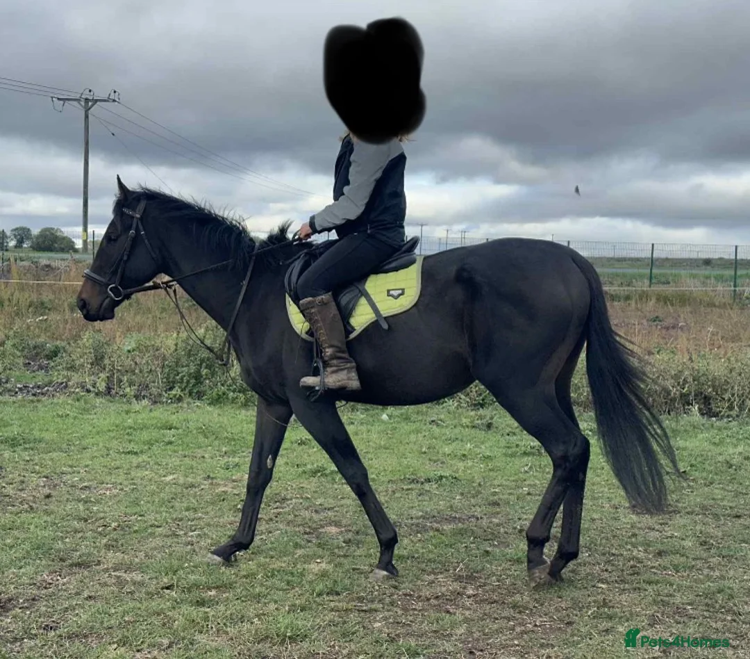 English Thoroughbred horses for sale: Golden Crossing - Advert 1