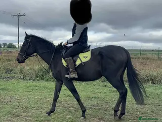 English Thoroughbred horses Golden Crossing - Advert 15