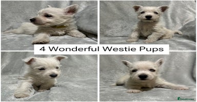 West Highland Terrier dogs - Advert 1