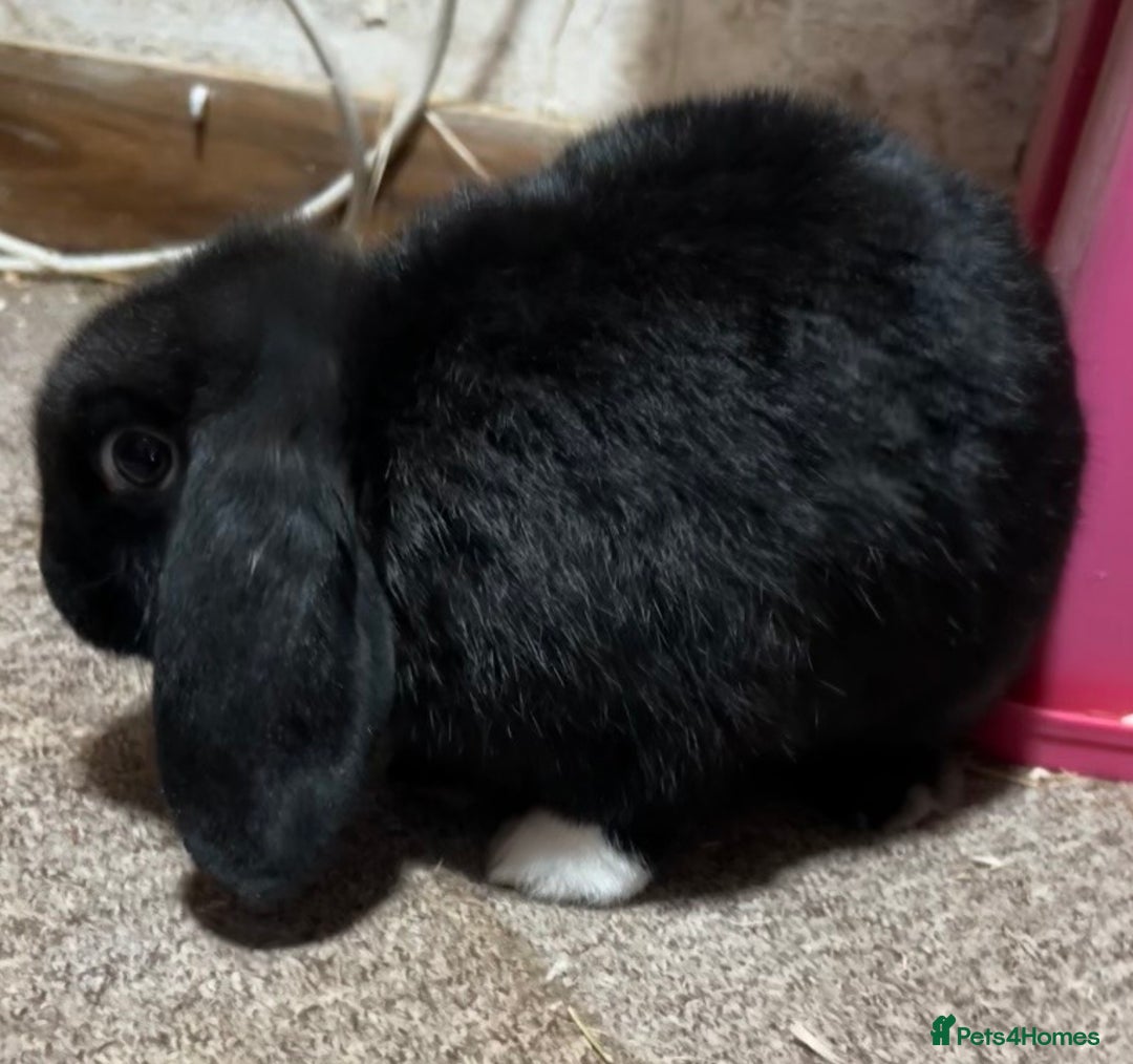 Mini Lop rabbits for sale: Mini lop rabbit NOW SOLD - Advert 3