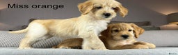 Goldendoodle dogs for sale: ABSOLUTELY GORGEOUS DOODLES  - Advert 11