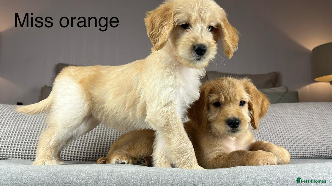Goldendoodle dogs for sale: ABSOLUTELY GORGEOUS DOODLES  - Advert 11