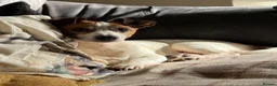 Jackshund dogs for sale: Wire haired dashchund x Jack Russell puppies ❤️  - Advert 2
