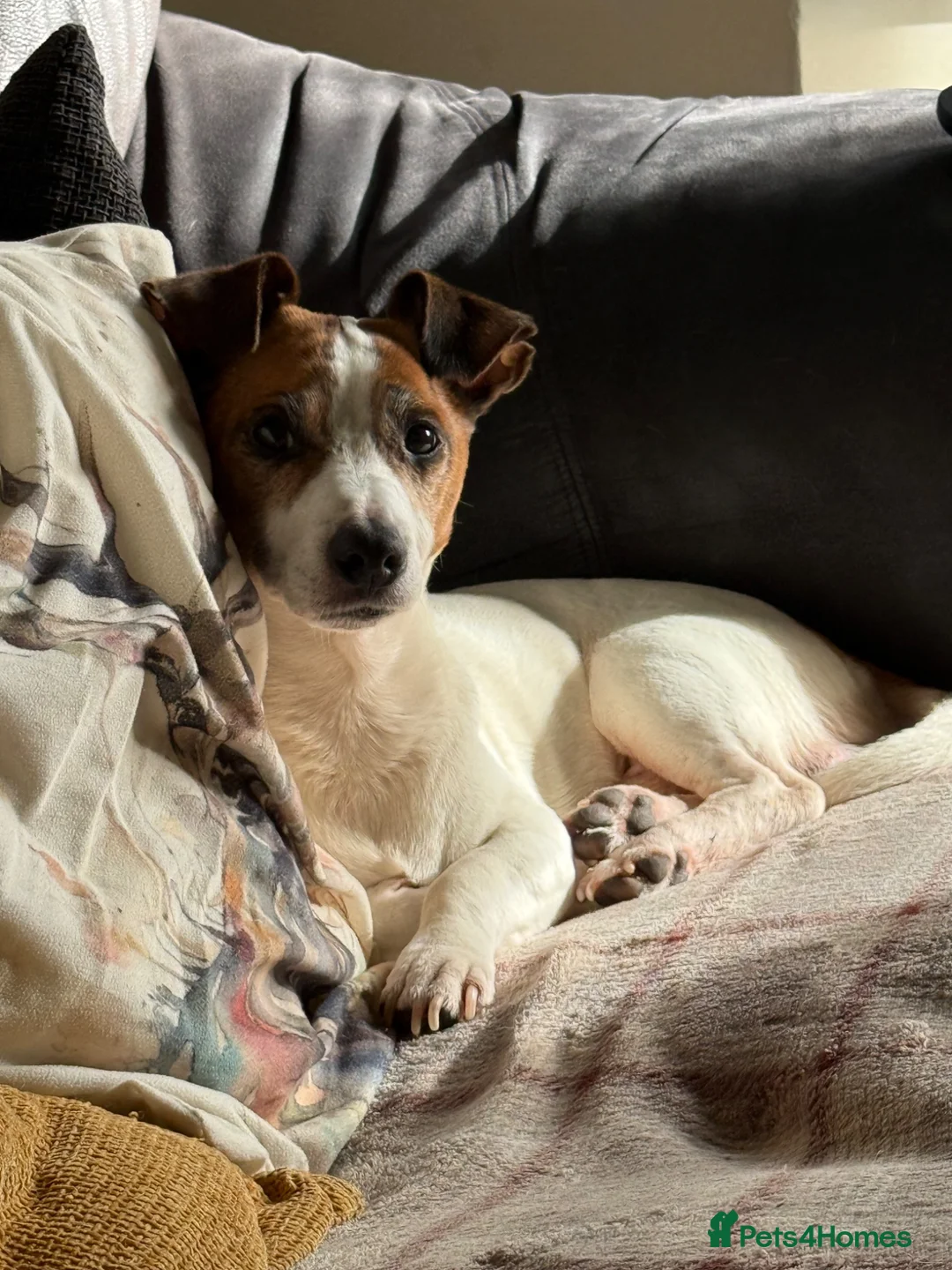 Jackshund dogs for sale: Wire haired dashchund x Jack Russell puppies ❤️  - Advert 2