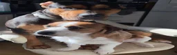 Mixed Breed dogs for sale: Rottweiler Mastiff x Jack Russell Cavalier Puppies - Advert 6
