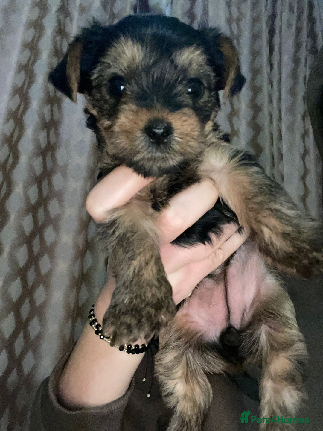 Yorkshire Terrier dogs for sale: Yorkshire terrier puppies  - Advert 8