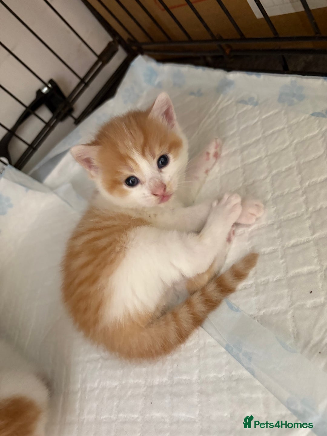 Mixed Breed cats for sale: Gorgeous ginger n mixed colour kittens - Image 27
