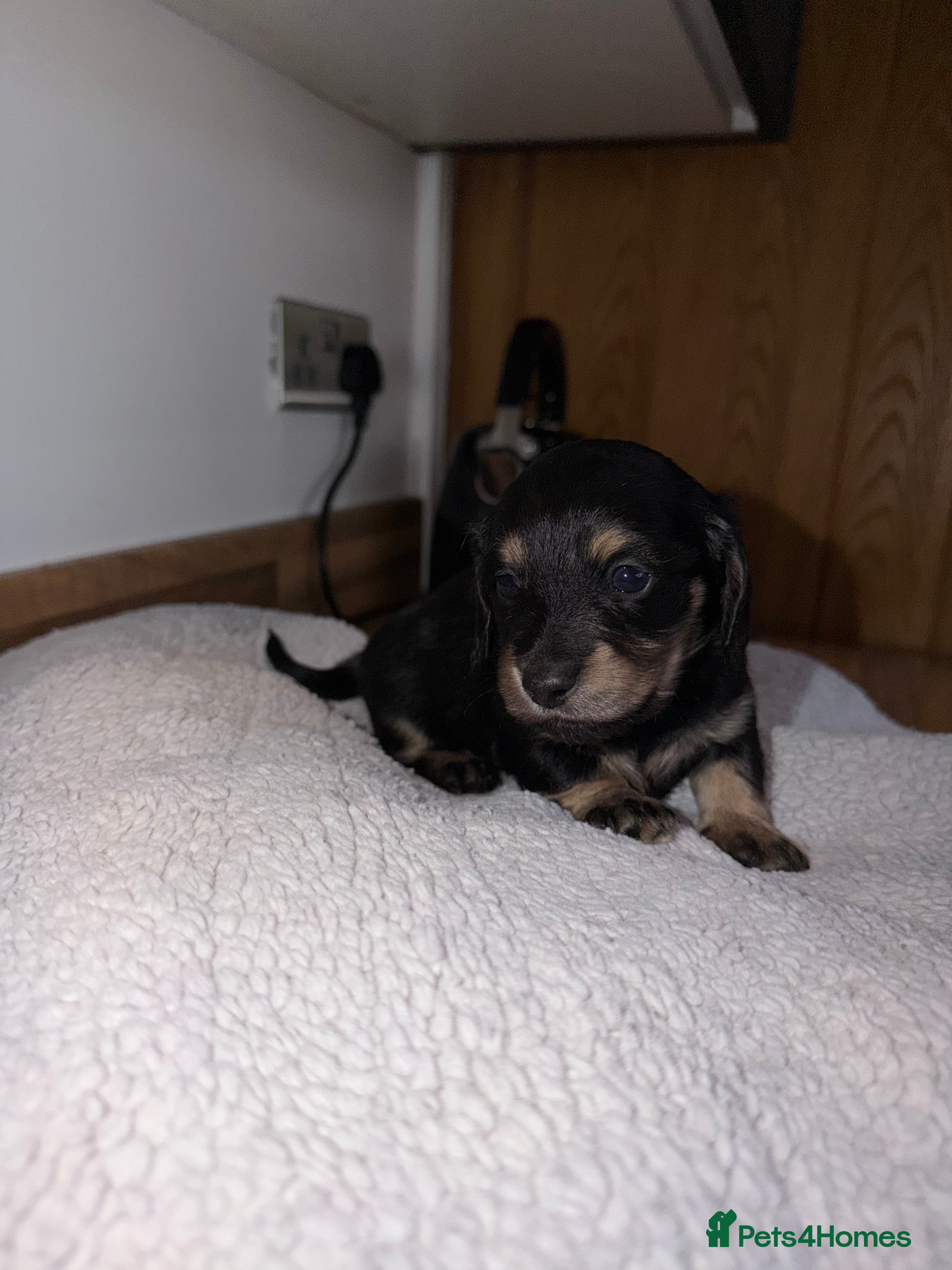 Miniature Dachshund dogs KC registered Miniature Dachshund Long & smooth  - Advert 2