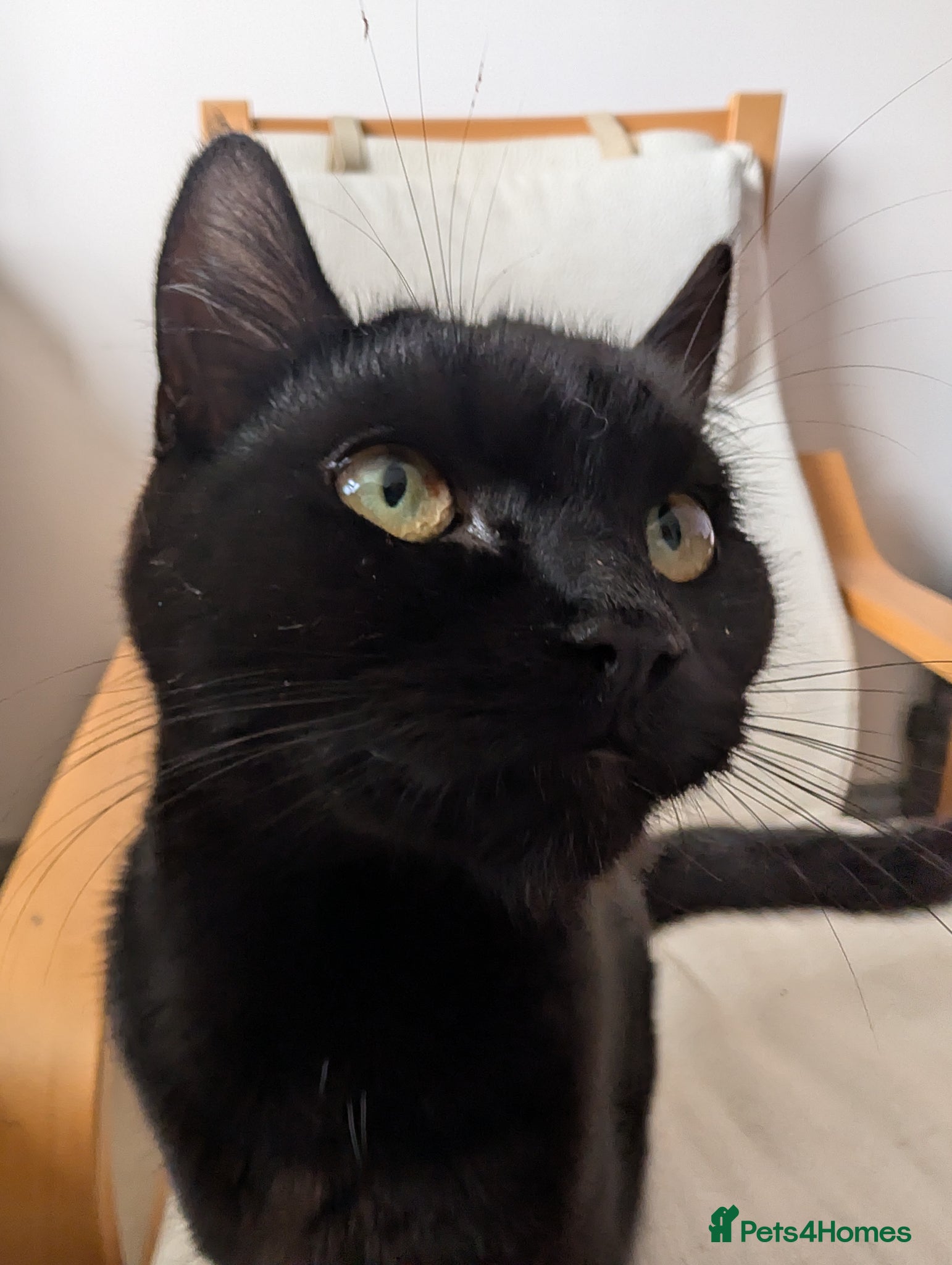 Mixed Breed cats Beautiful Chantilly-Tiffany x British Shorthair. - Advert 2