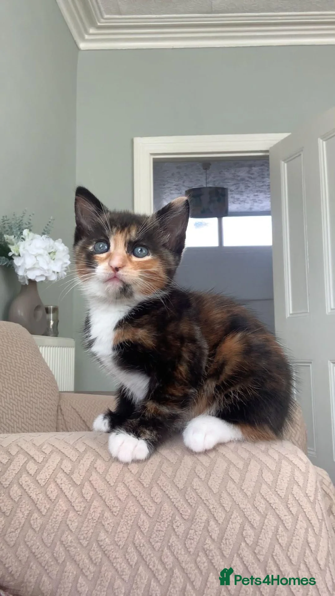 Mixed Breed cats for sale: 3x beautiful kittens in Plymouth - Advert 1