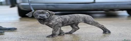 Presa Canario dogs for sale: Presa Canario Puppies - Advert 7