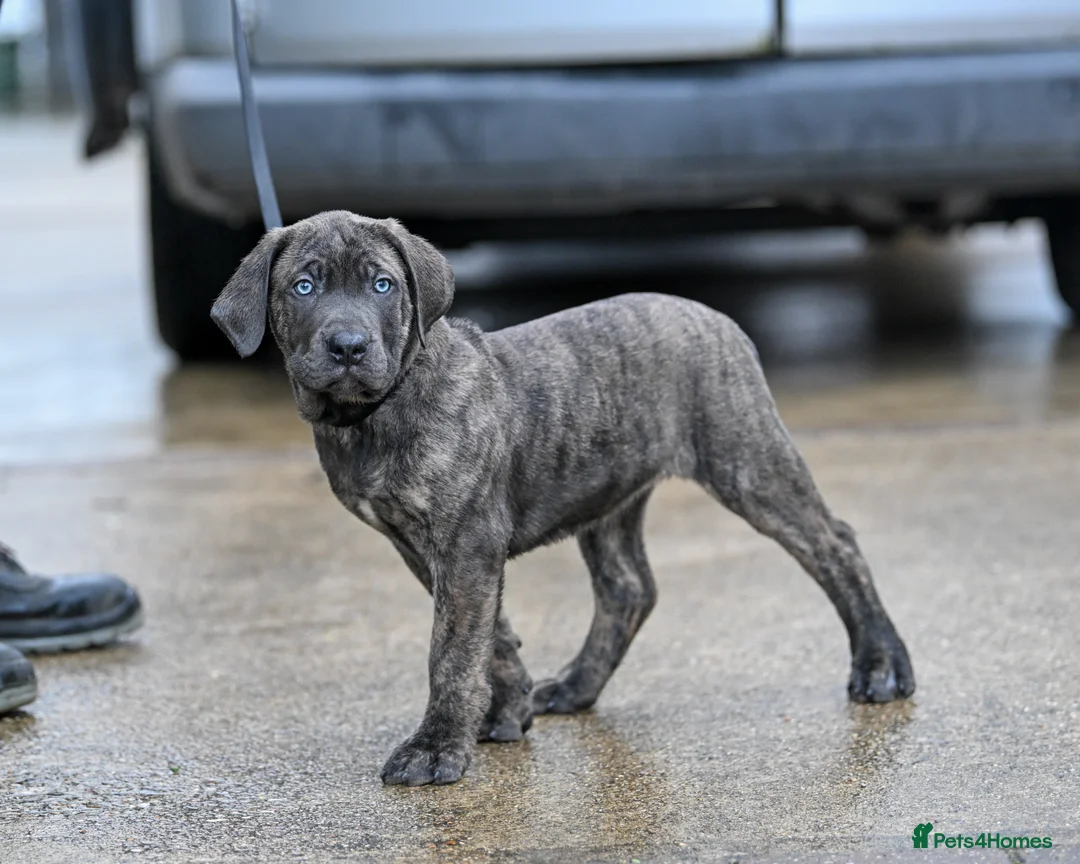 Presa Canario dogs for sale: Presa Canario Puppies - Advert 7