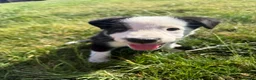 Border Collie dogs for sale: Beautiful border collie pup for sale  - Advert 3