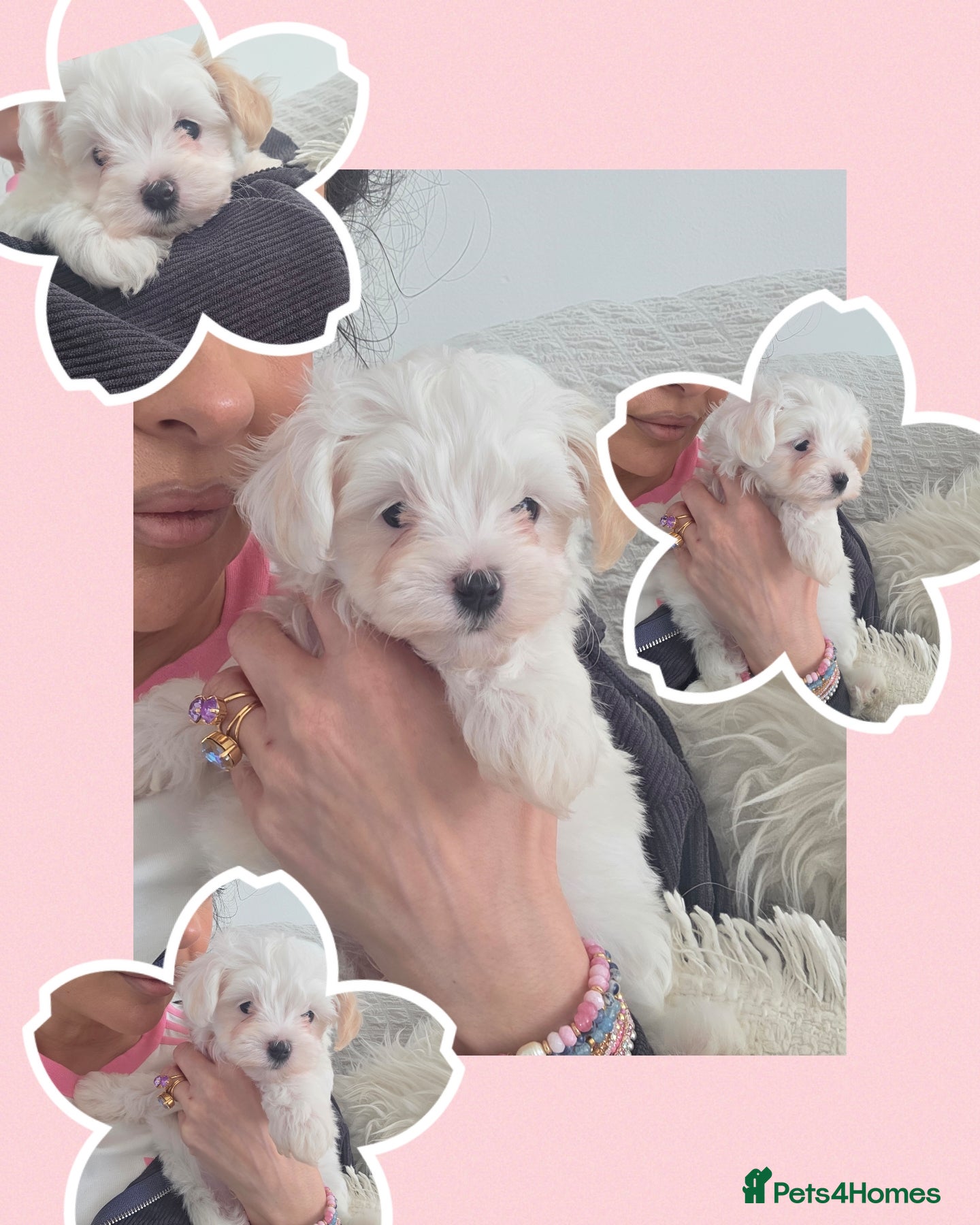 Maltipoo dogs  Ready 6.3.26 Tiny korean maltipoo females - Advert 16