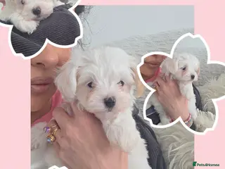 Maltipoo dogs Ready 6.3.26 Tiny korean maltipoo females - Advert 16